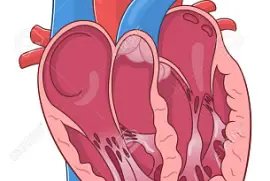 פאזל של Corazon