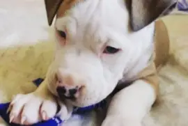 Tiago G jigsaw puzzle