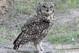 Gufo reale arabo jigsaw puzzle