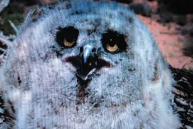 Gufo cornuto jigsaw puzzle