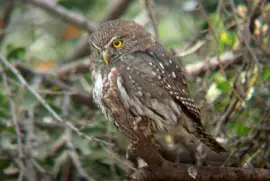 Gufo pigmeo della Patagonia jigsaw puzzle