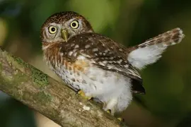 Gufo pigmeo cubano jigsaw puzzle