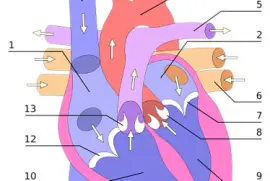 Anatomia del corazón