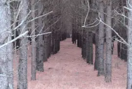 Tree Rows