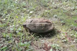 Snapping Turtle