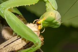פאזל של 昆蟲的複眼