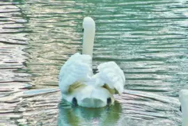 פאזל של Swan