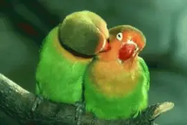 love is in the air...