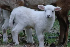 Lamb