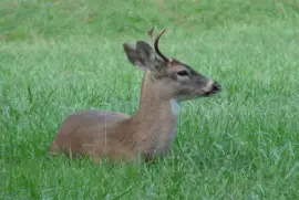 Resting Buck