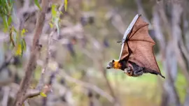 Murcielago con su cria