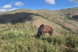 פאזל של Pottock