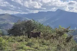 פאזל של Pottock