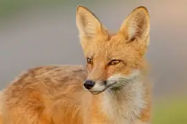fox