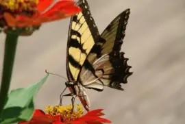 Tiger Swallowtail on Red