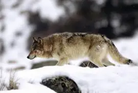Yellowstone Grey Wolf