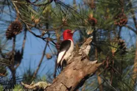 Woodpecker