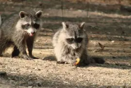 Eating Vanilla Wafers