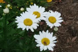 White Daisies