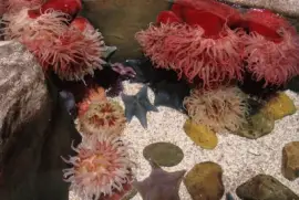 Colorful Creatures of the Ocean