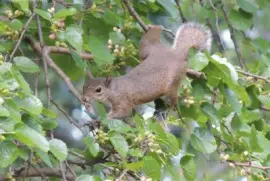 Reaching Squirrell