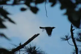 Bird in Flight Silhouette