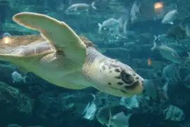 Sea Turtle