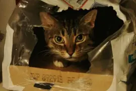 Cat in a Box