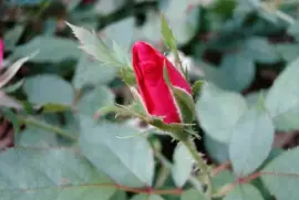 A Rose Bud