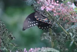 Black Swallowtail