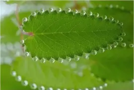 pearly leaf