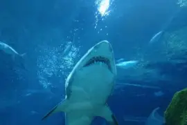 Shark