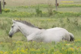 In a Field of Yellow