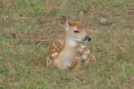 A Fawn