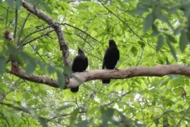 Pair of Crows