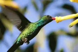 פאזל של ImÃ¡genes