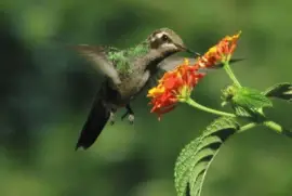 פאזל של ImÃ¡genes