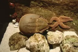Horseshoe Crab