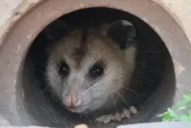 Possum in a Pipe