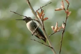 Hummingbird