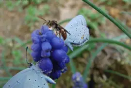 Butterflies and Wasp