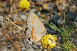 Butterfly in the Fall