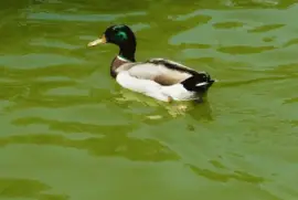 un pato
