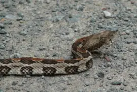 Timber Rattlesnake