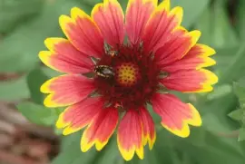 Flower and Bug