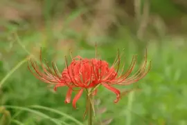 Red Spider Lily