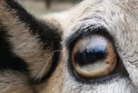 Sheeps Eye