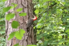 Red Breasted Woodpecker