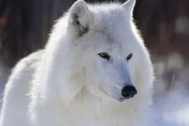 Lobo Blanco