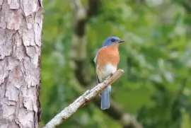 Eastern Bluebird
